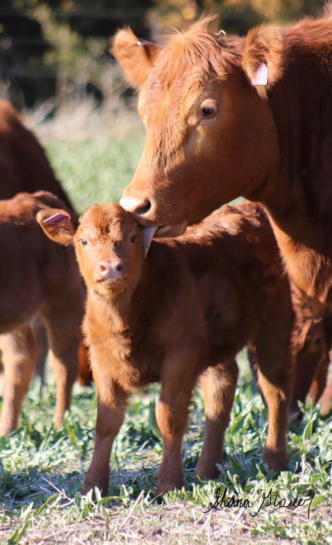 Calving